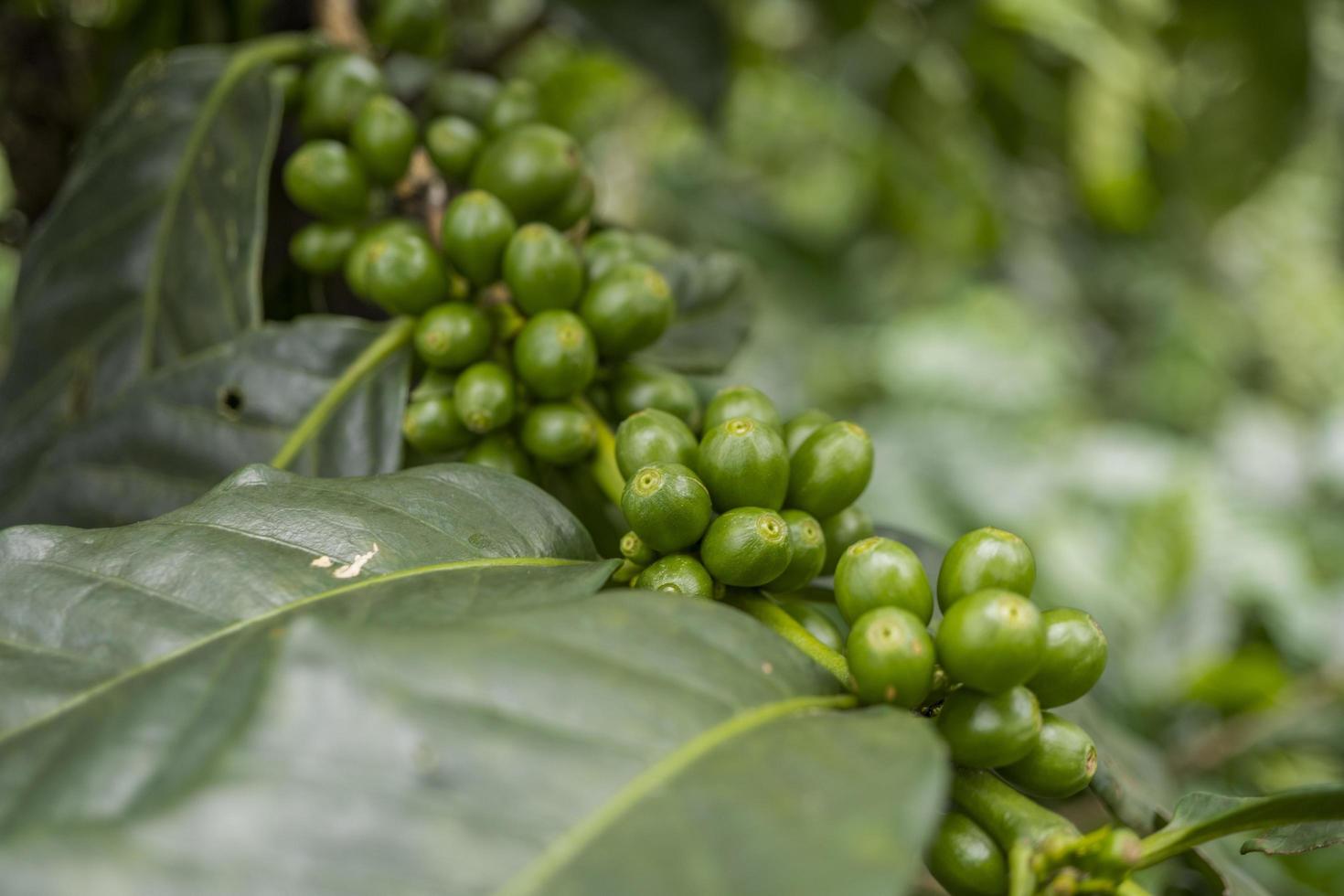 schließen oben Foto von Grün Kaffee Bohne wann Frühling Jahreszeit. das Foto ist geeignet zu verwenden zum Natur Hintergrund, Inhalt Sozial Medien und Obst Poster.