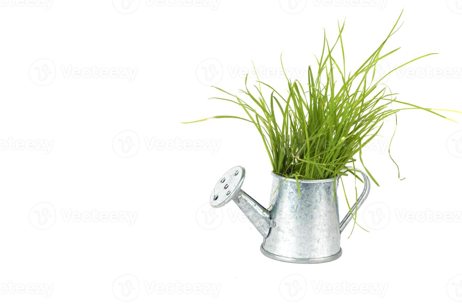 Gartenarbeit und Pflanze wachsend. Grün Gras wächst von ein klein Metall Bewässerung dürfen. foto
