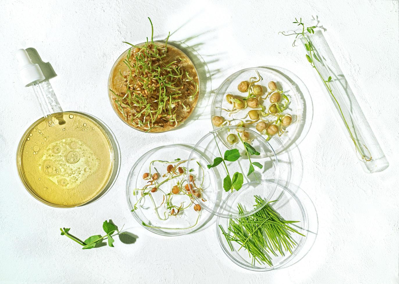 kosmetische Hautpflege Hintergrund von Petrischalen und Kosmetiktuben mit Kräutermedizin mit gekeimten Samen von Erbsen, Linsen und Weizenkörnern foto