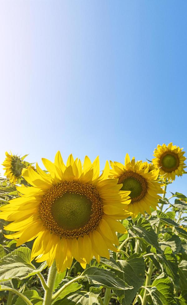 Sonnenblumenfeld mit Sonnenblendung und blauem Himmel foto