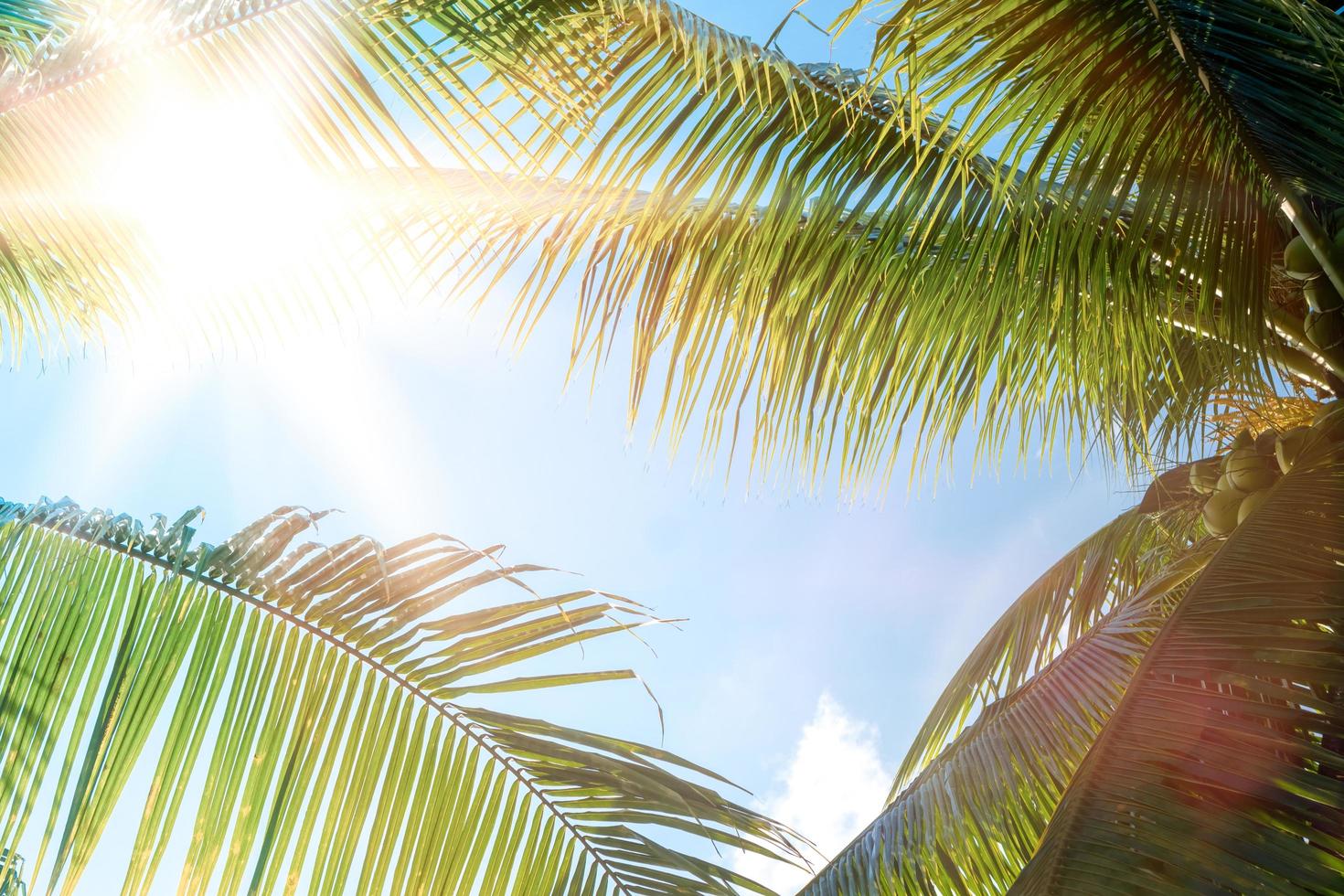 tropische Palmenkokospalmen auf einem blauen Himmel mit Sonneneruption foto