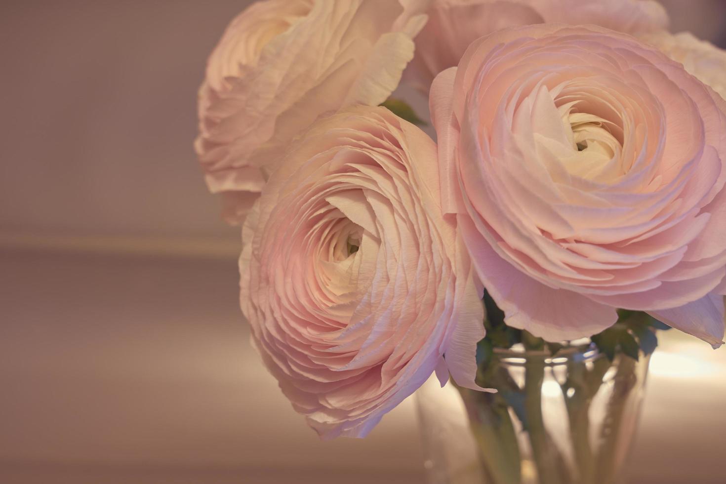 rosa Ranunkelblumen schließen oben in einer Vase mit einem unscharfen Hintergrund foto