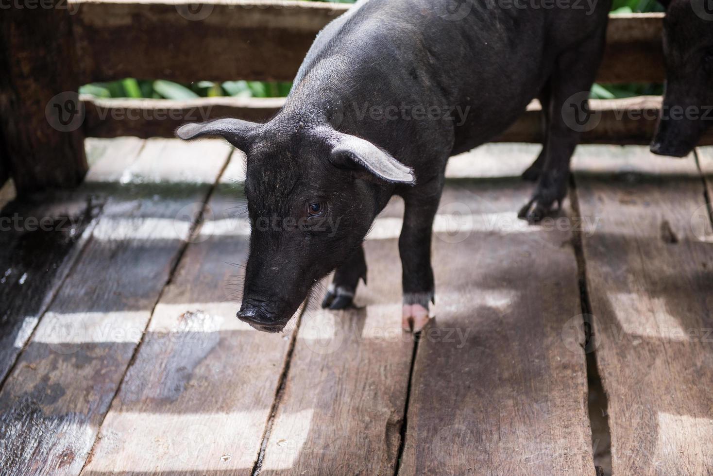 jung schmutzig Schweine im Schwein Bauernhof foto