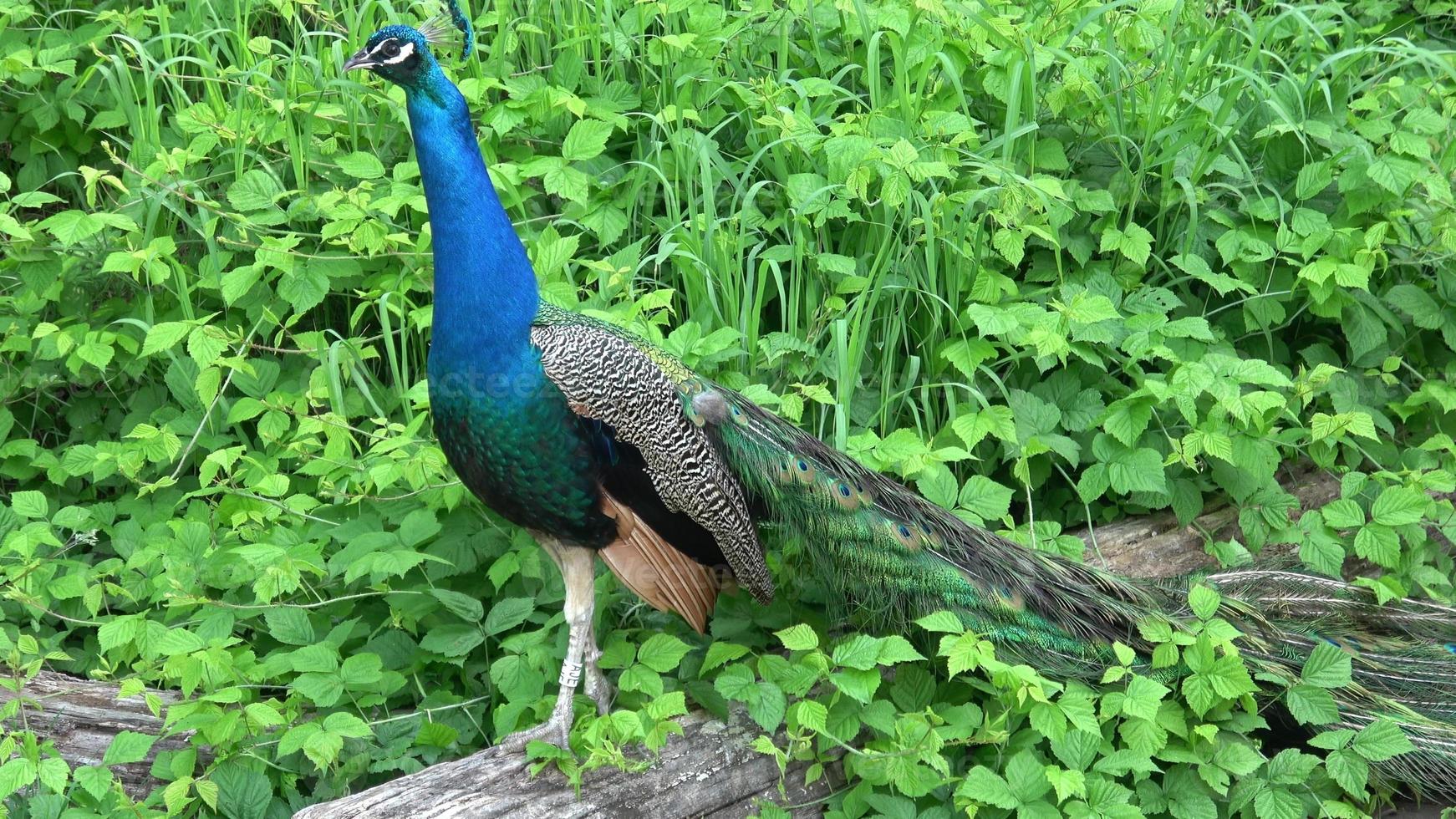 der Indische Pfau oder Blauer Pfau Pavo Cristatus. Porträt des schönen Pfaus foto