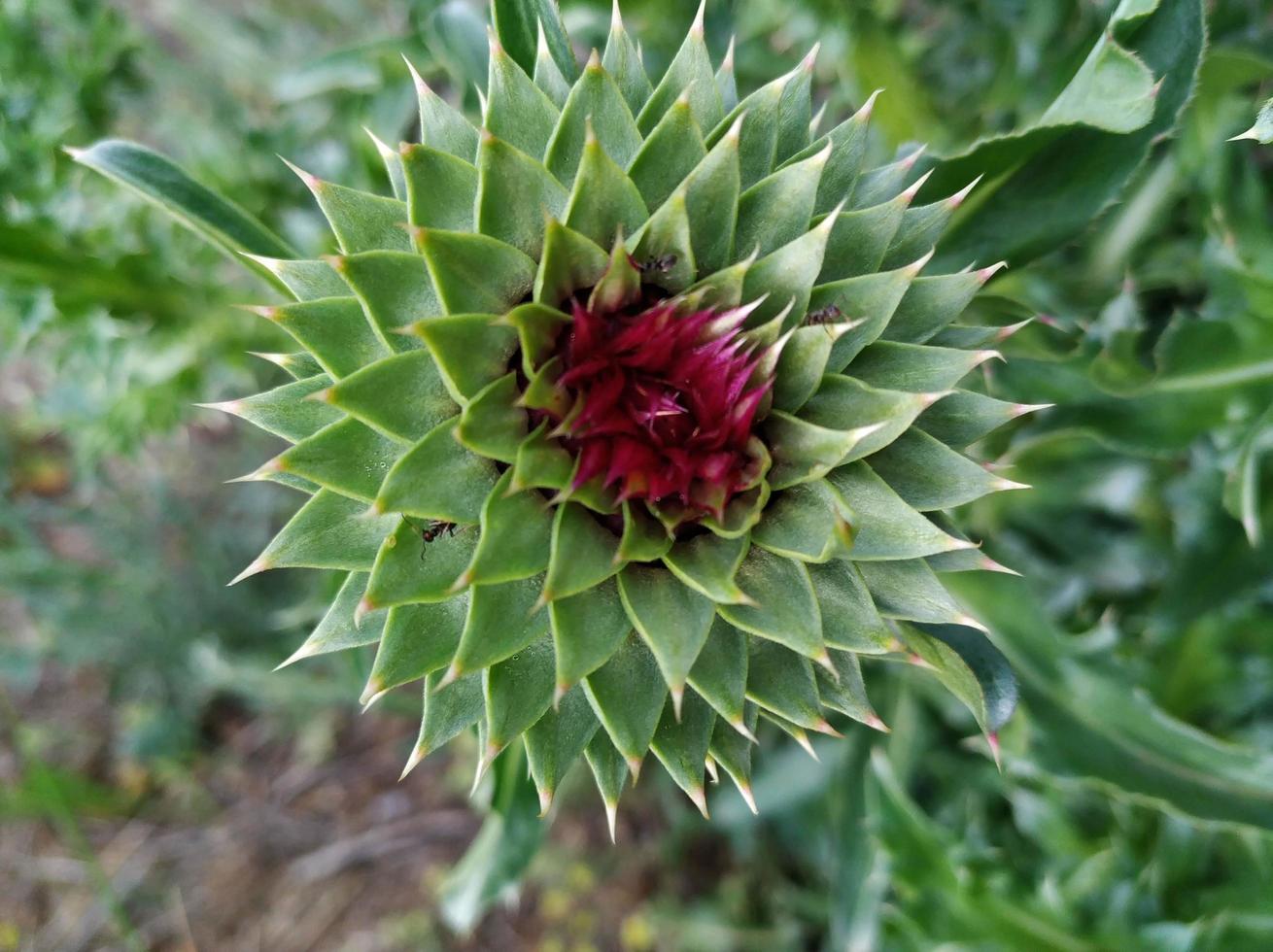 Distelblume auf dem Feld foto