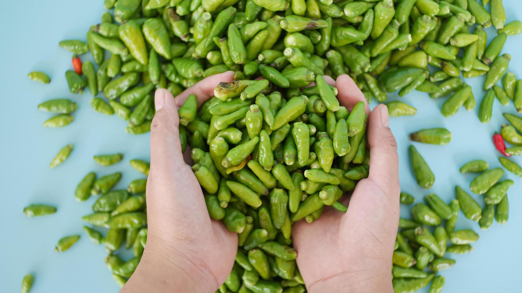 zwei Hände halten Stapel von Grün Cayenne Pfeffer, Konzept von wählen Qualität Cayenne Pfeffer foto