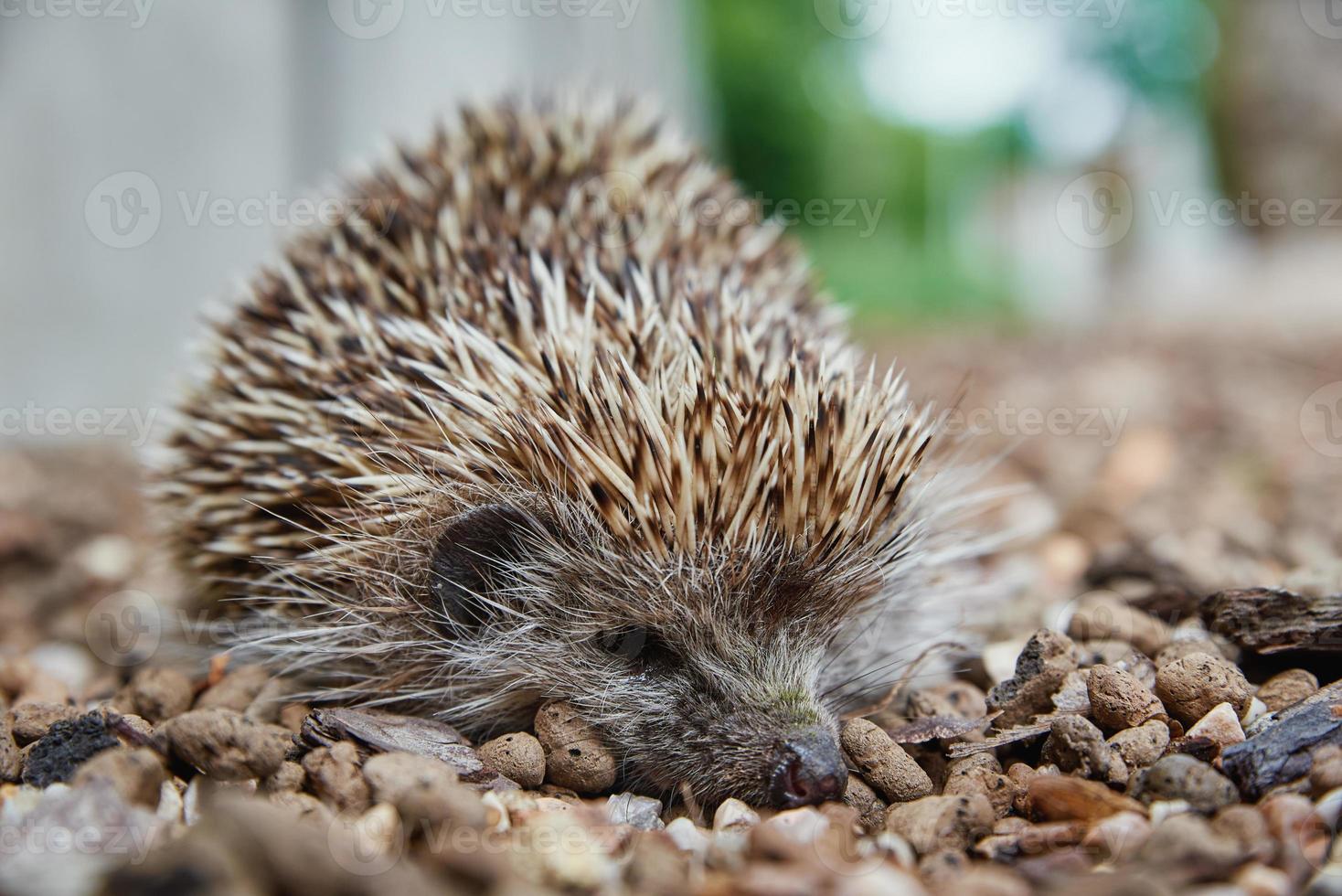 europäisch Igel Porträt foto