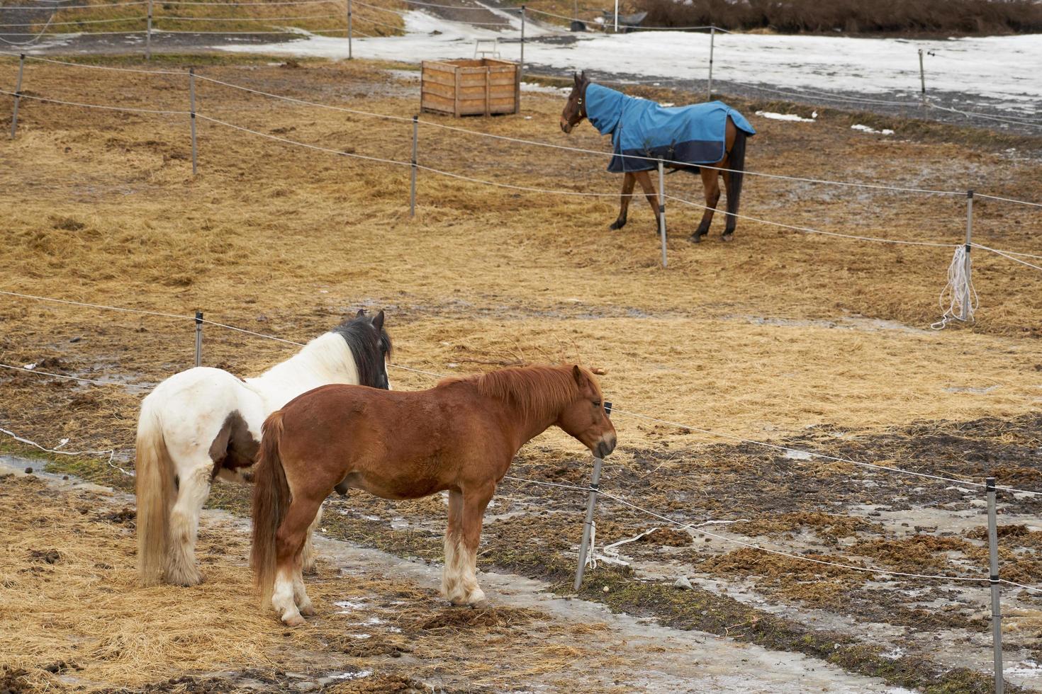 Pferde auf einem Bauernhof in einem Außengehege im Frühling foto