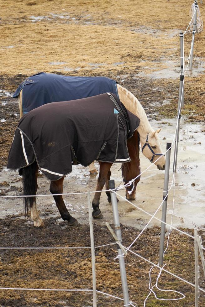 Pferde auf einem Bauernhof in einem Außengehege im Frühling foto