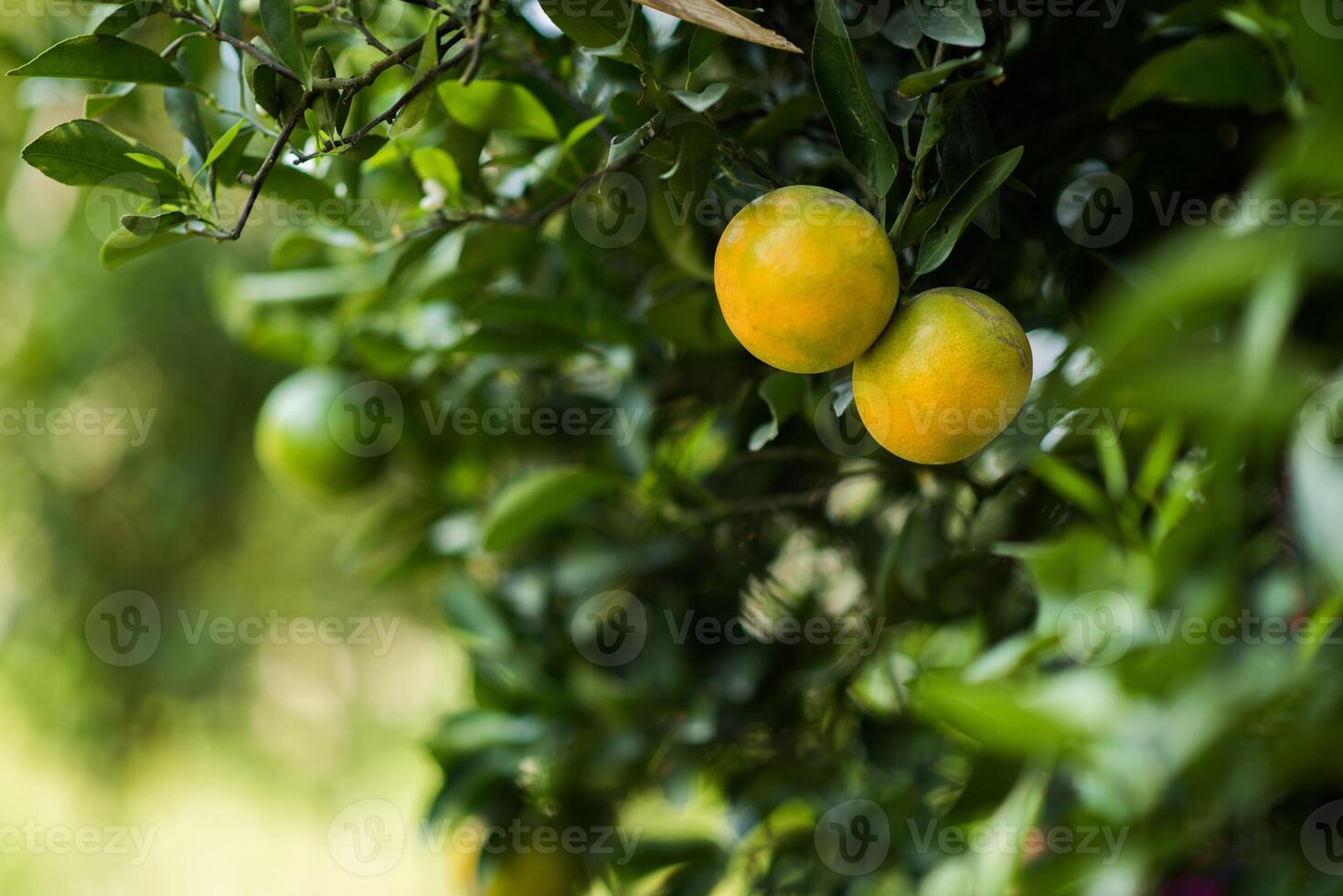 Bündel reife Orangen, die an einem Orangenbaum hängen foto