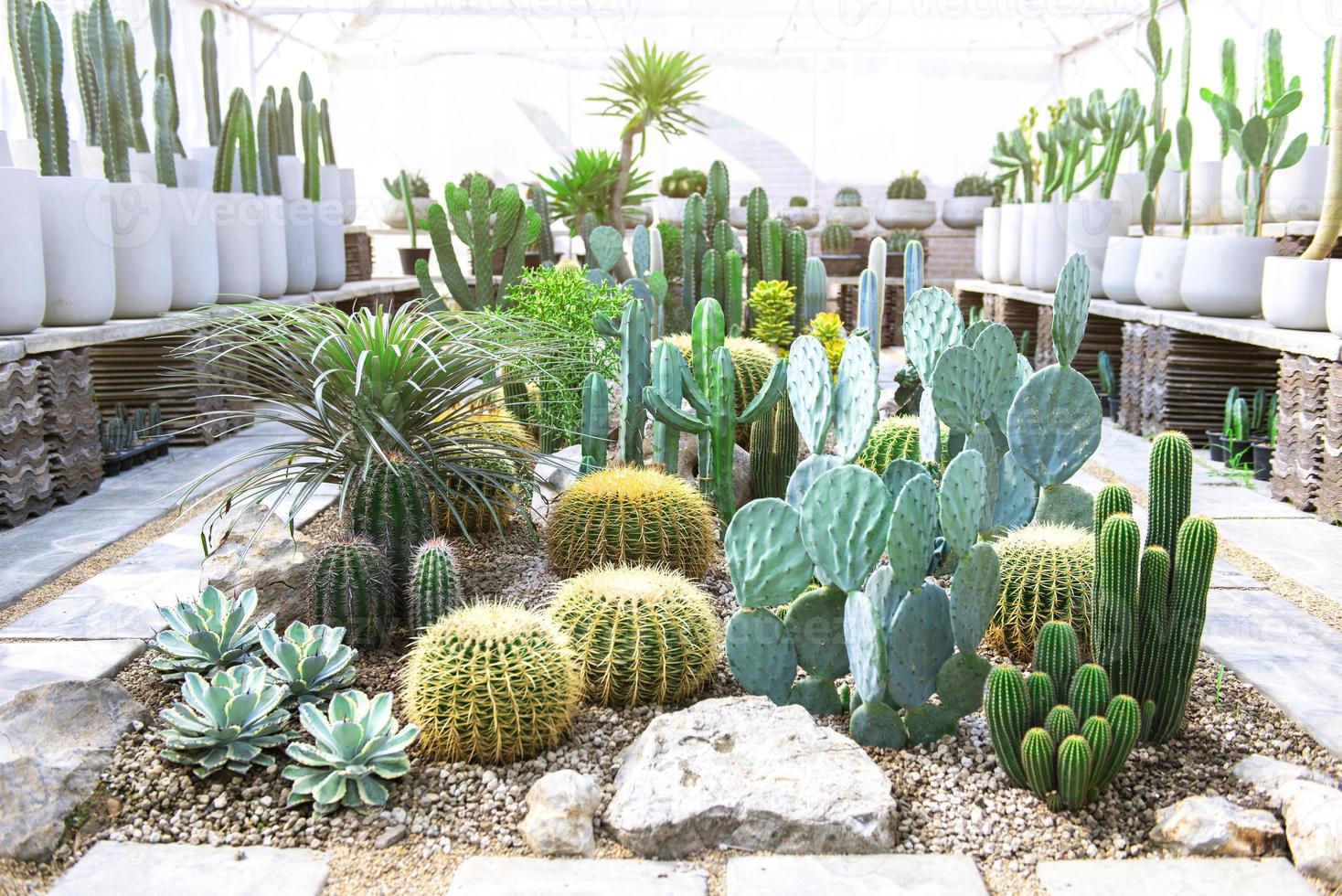 Sammlung von verschiedene Kaktus und saftig Pflanzen Innen- Haus Garten foto