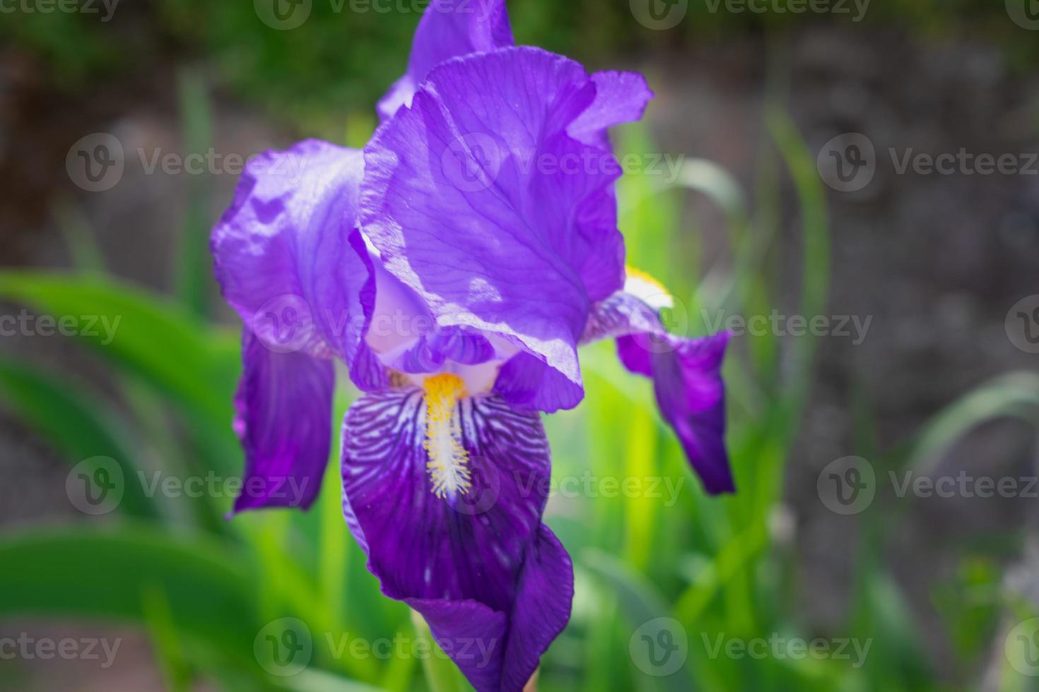 selektiv Fokus von violett Blume auf Grün Wiese foto