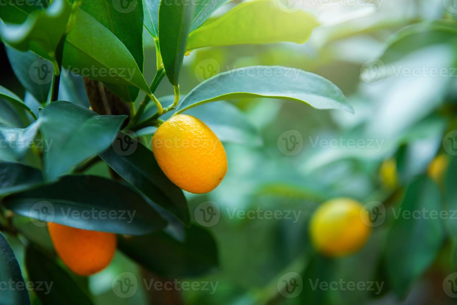 klein Orange auf das Baum foto