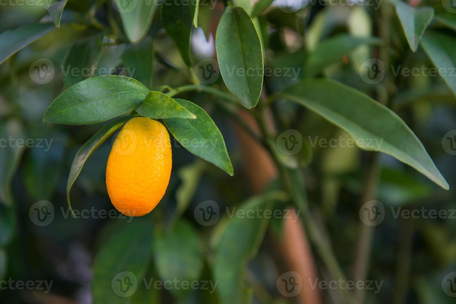 klein Orange auf das Baum foto