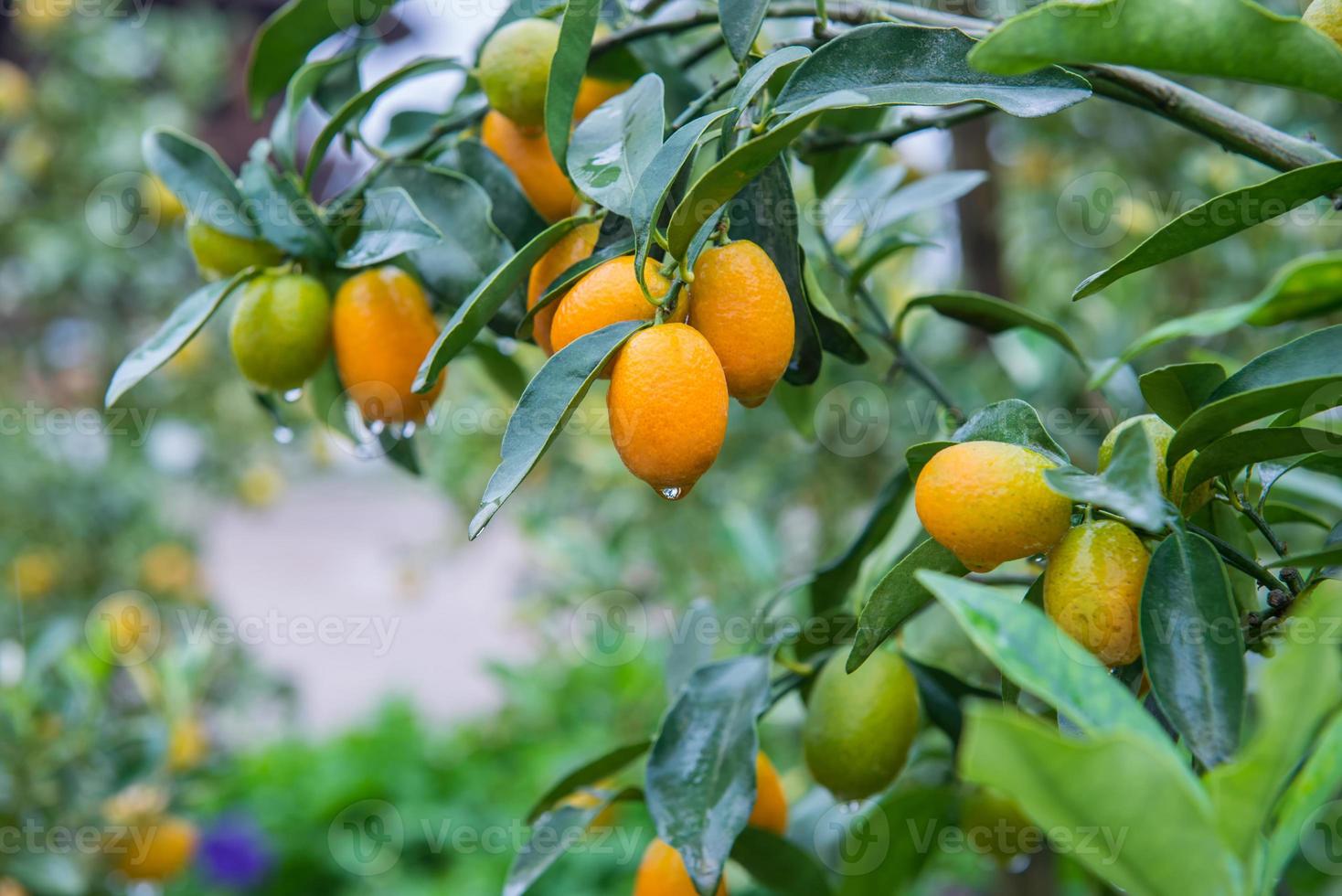 frisch Orange auf das Baum foto