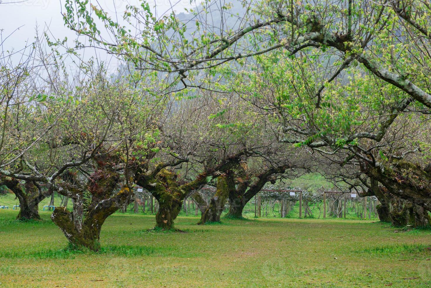 japanisch Aprikose Baum Garten foto