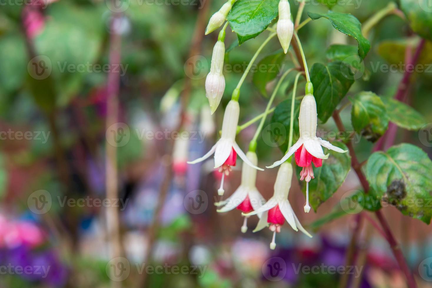 ein Bündel von blühen Fuchsie foto