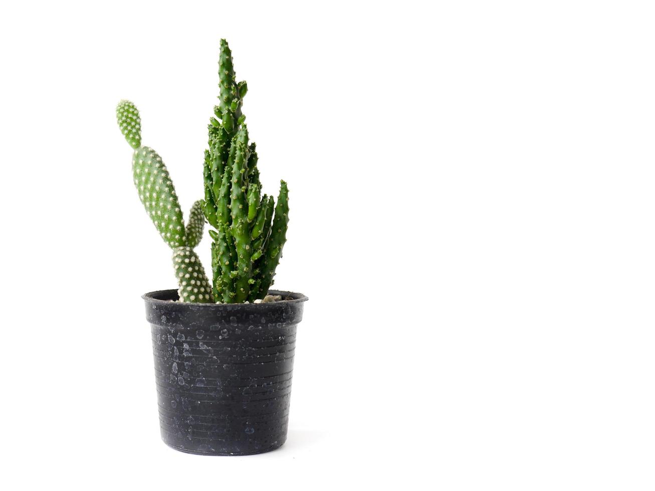 Kaktus im Topf lokalisiert auf weißem Hintergrund foto