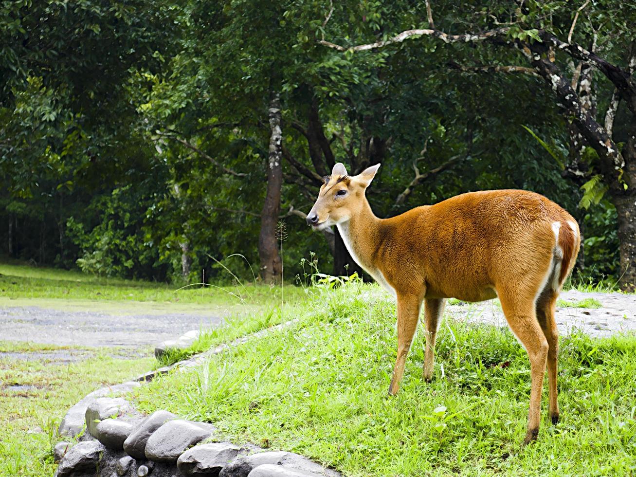 weibliches Reh in einem Park foto