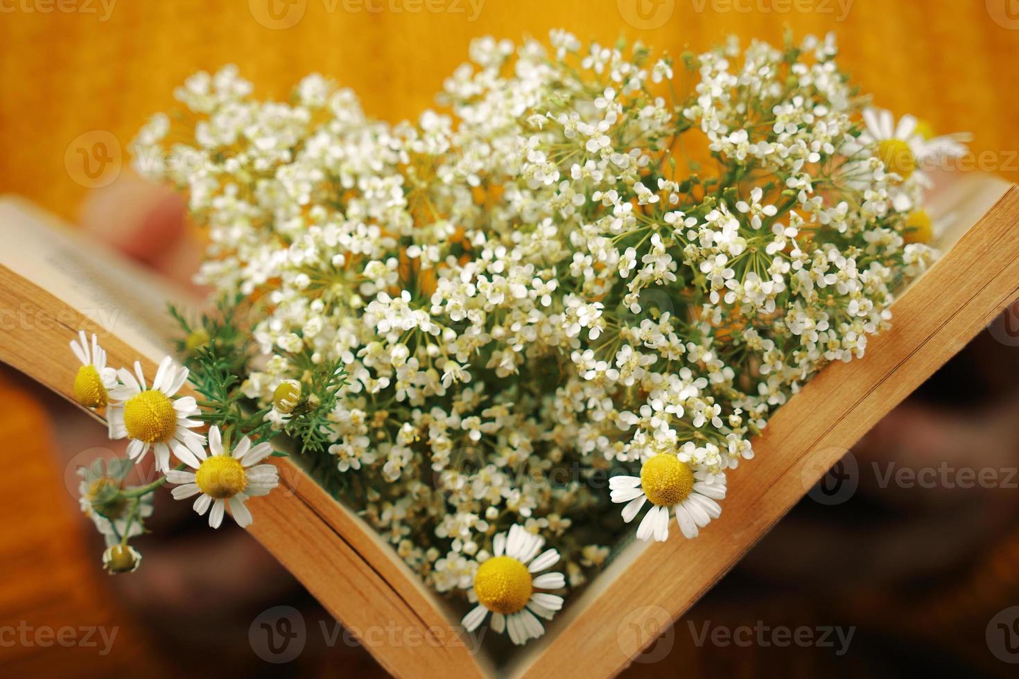 Frau hält Buch mit Gänseblümchen drinnen foto