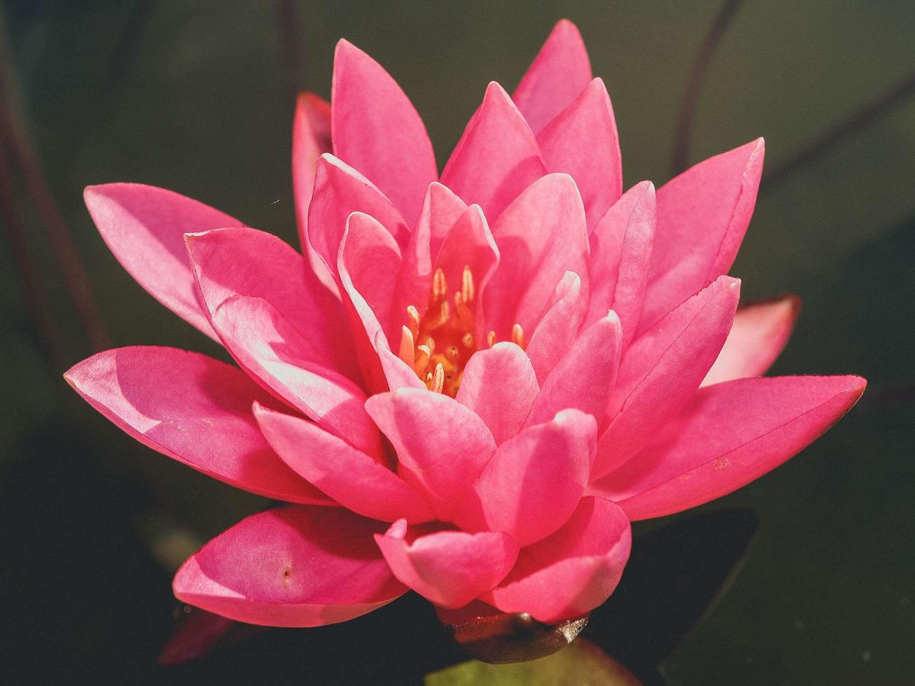 rosa Lotusblume in einem Teich foto