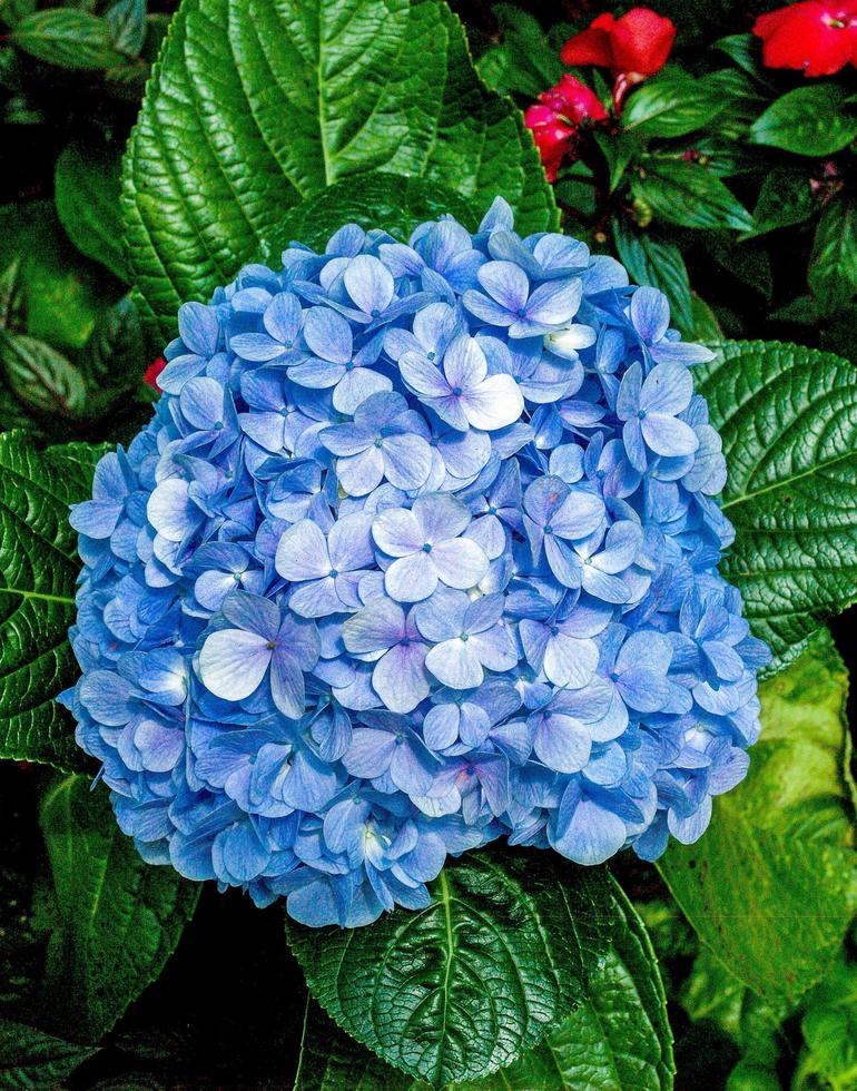 blaue Hortensienblüten foto