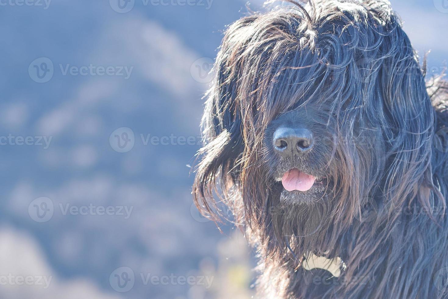 Porträt eines Schäferhundes mit Haaren auf den Augen foto