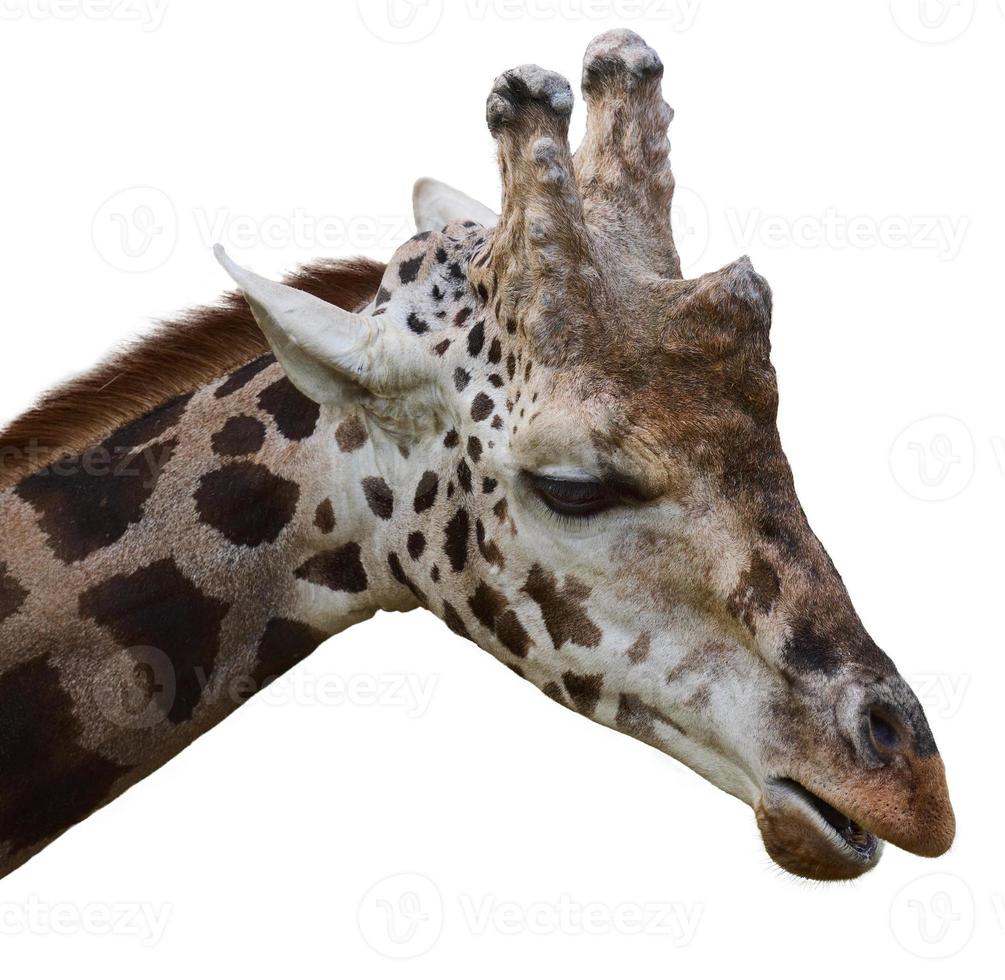 Porträt von ein Erwachsene Giraffe auf ein Weiß isoliert Hintergrund foto