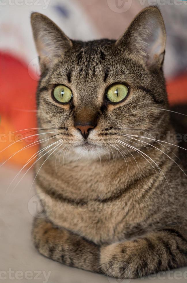 süß Katze mit Grün Augen Porträt foto