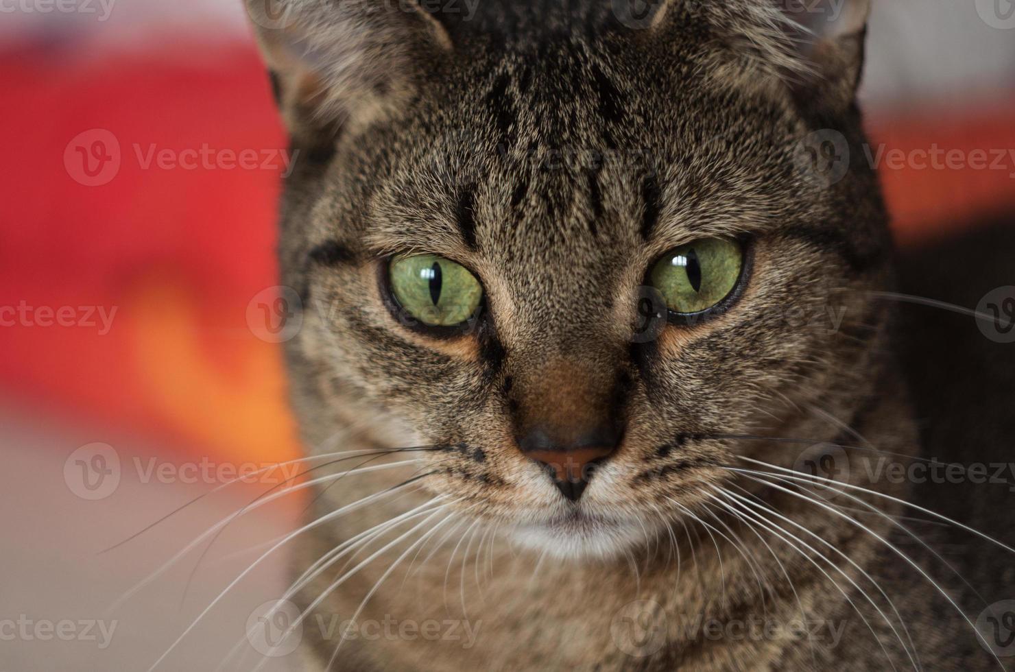 süß Katze mit Grün Augen Porträt foto