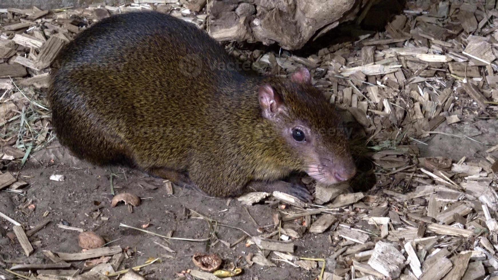 azaras Agouti dasyprocta azarae ist eine südamerikanische Agouti-Art aus der Familie der Dasyproctidae. foto