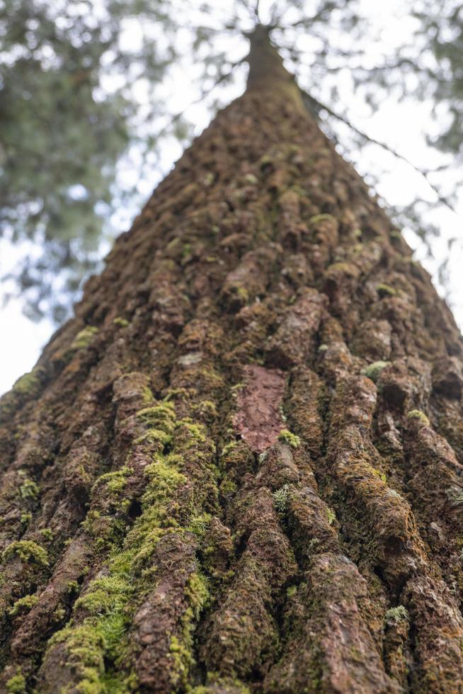 schließen oben Foto Oberfläche Textur von Baum Kofferraum auf Kiefer Wald Cafe. das Foto ist geeignet zu verwenden zum botanisch Hintergrund, Natur Plakate und Natur Inhalt Medien.