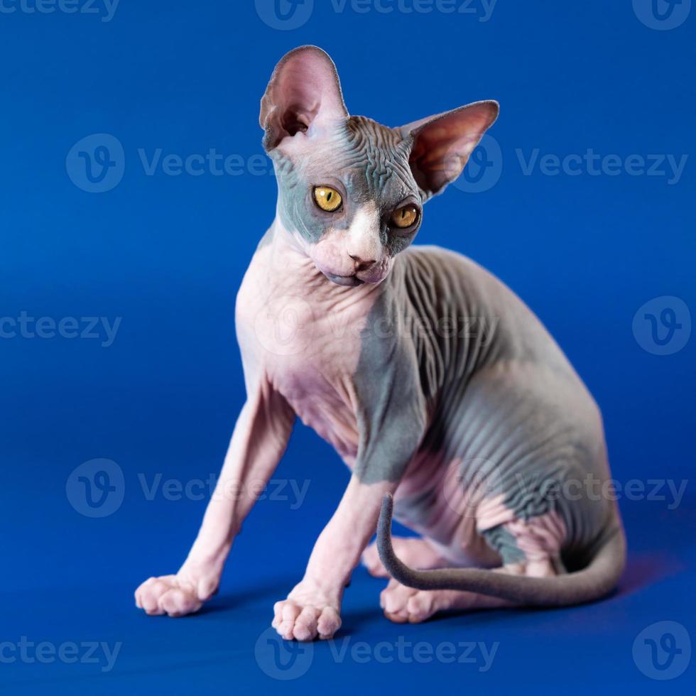 bezaubernd 4 Monate alt unbehaart Kätzchen von kanadisch Sphynx Rasse sitzt auf Blau Hintergrund, sieht aus Nieder foto