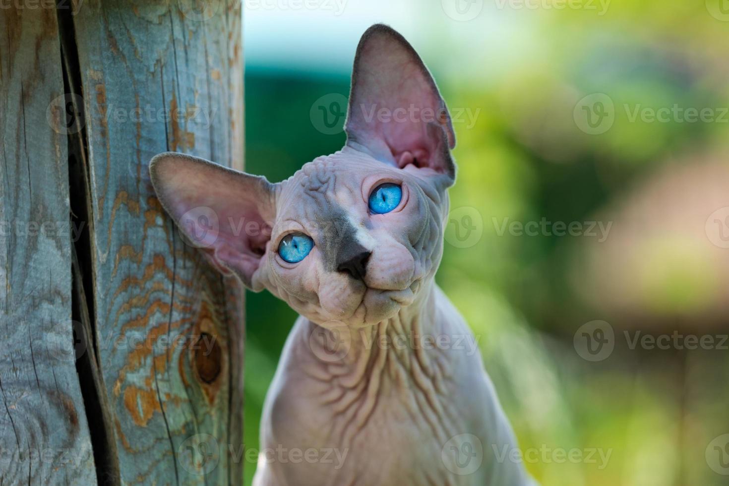 Porträt von traurig männlich Kätzchen von Sphynx unbehaart Rasse auf natürlich verschwommen Grün Hintergrund suchen oben foto