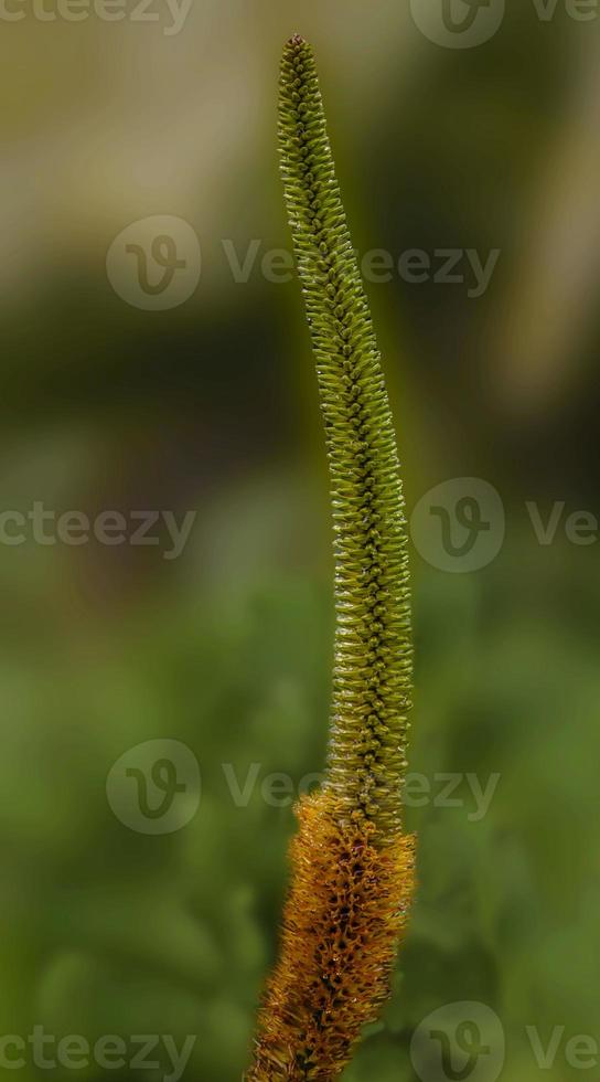 Aloe speciosa . voll Länge von blühen foto