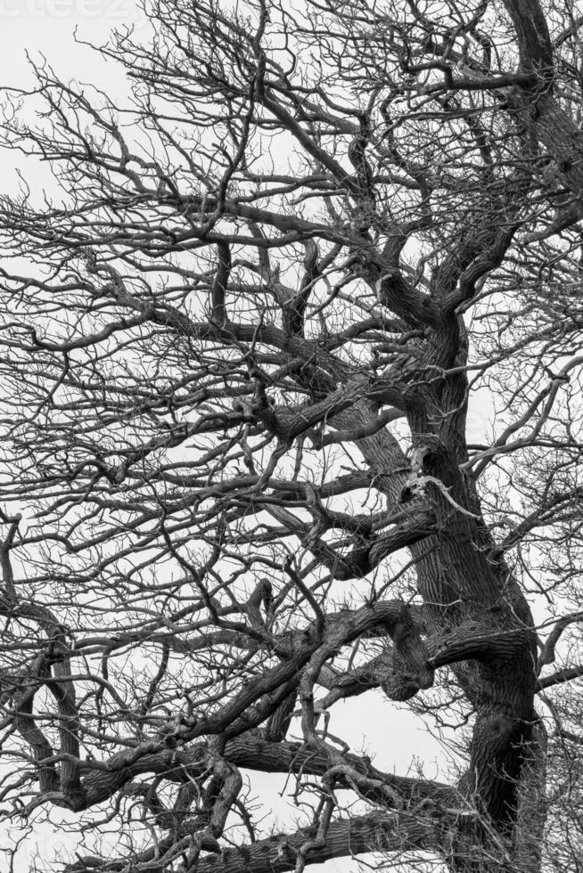 Wind geformt Flussufer Baum foto