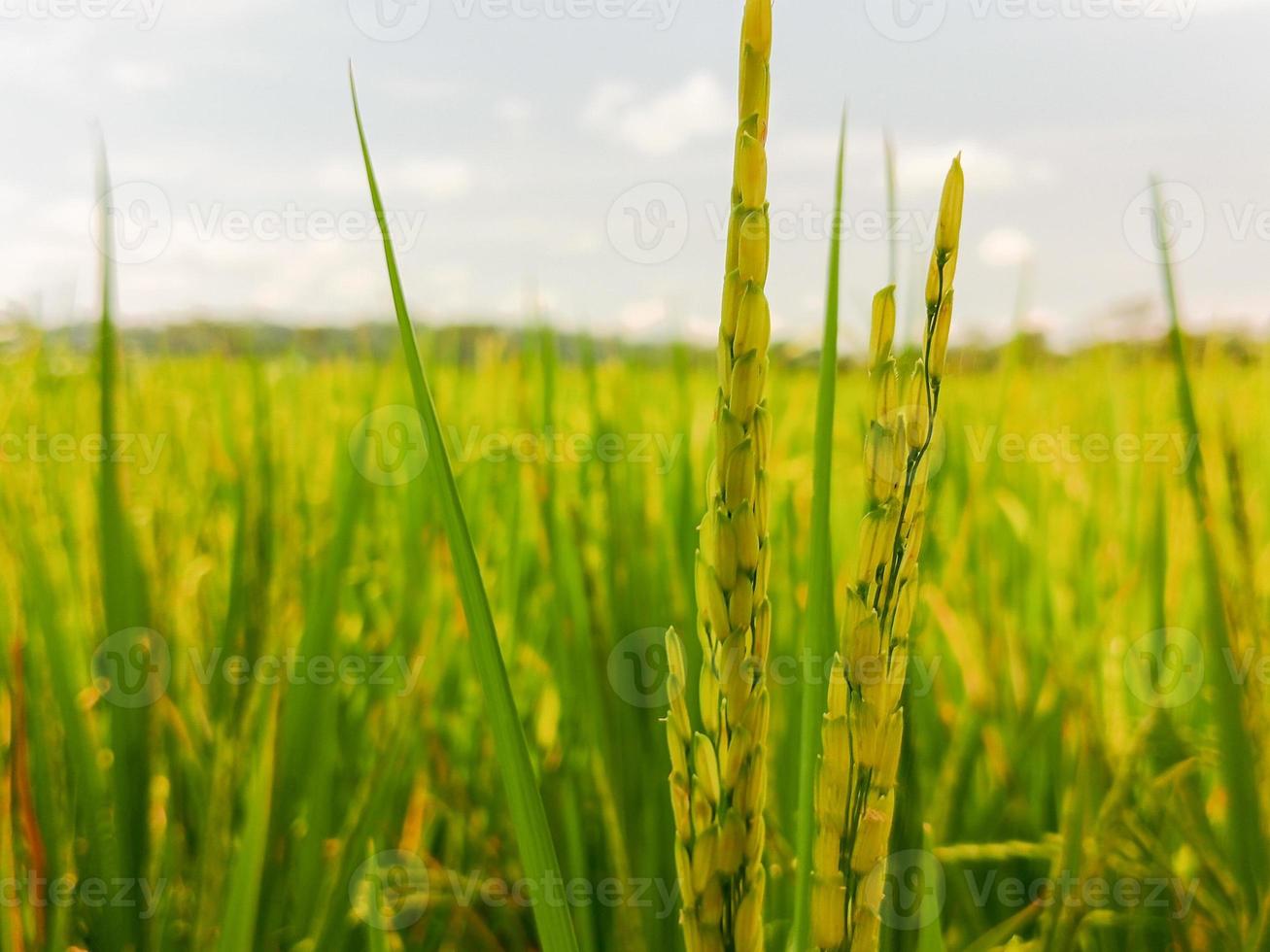 schließen oben zu thailändisch Reis Saat im Ohr von paddy.schön golden Reis Feld und Ohr von Reis. foto