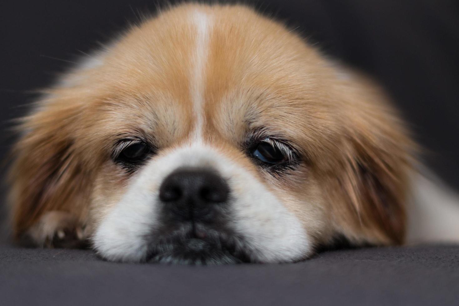 Porträt des tibetischen Spanielwelpen, der auf Decke legt foto