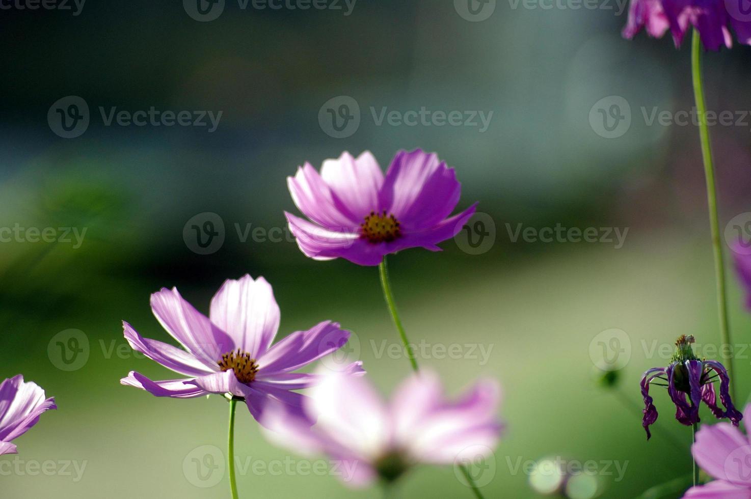 viele lila Kosmos Blumen Blühen im das Morgen im das Garten foto