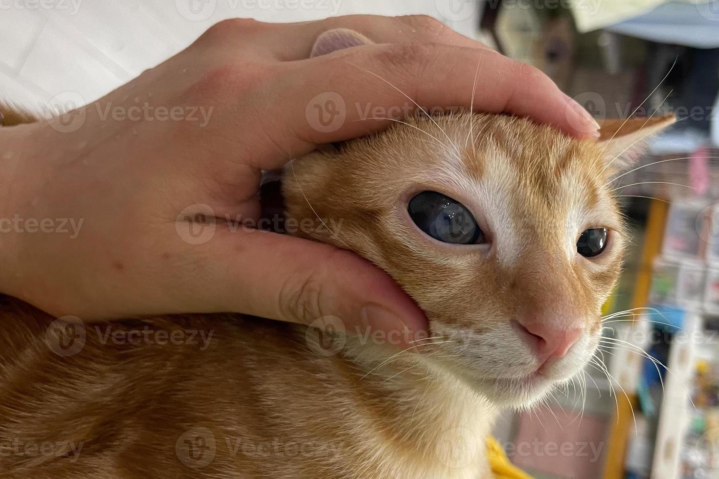 Tierarzt untersuchen auf das Augen von ein Katze Dackel. Katarakt Augen von Katze. medizinisch und Gesundheit Pflege von Haustier Konzept. foto