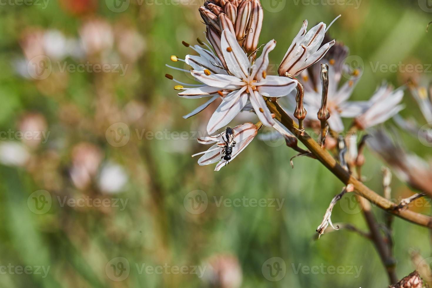 verzweigt Asphodelus ein Spezies von Asphodelus ebenfalls bekannt wie König Zauberstab, König Mitarbeiter und klein Asphodelus, es ist botanisch Name ist Asphodel Ramosus foto