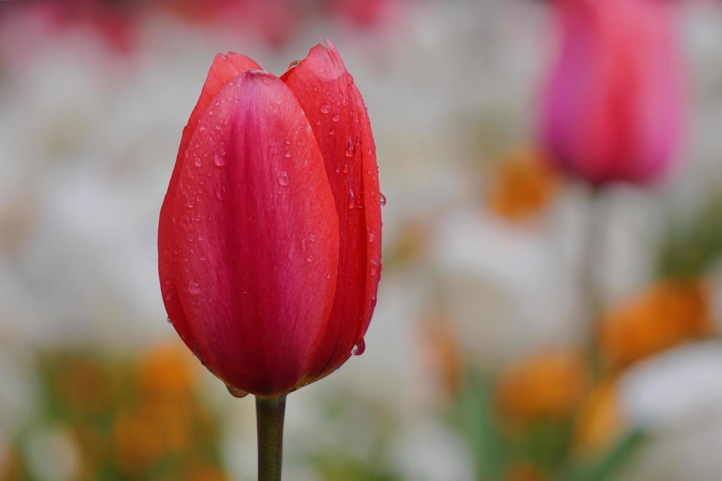 Tropfen auf die roten Tulpenblüten im Frühjahr foto