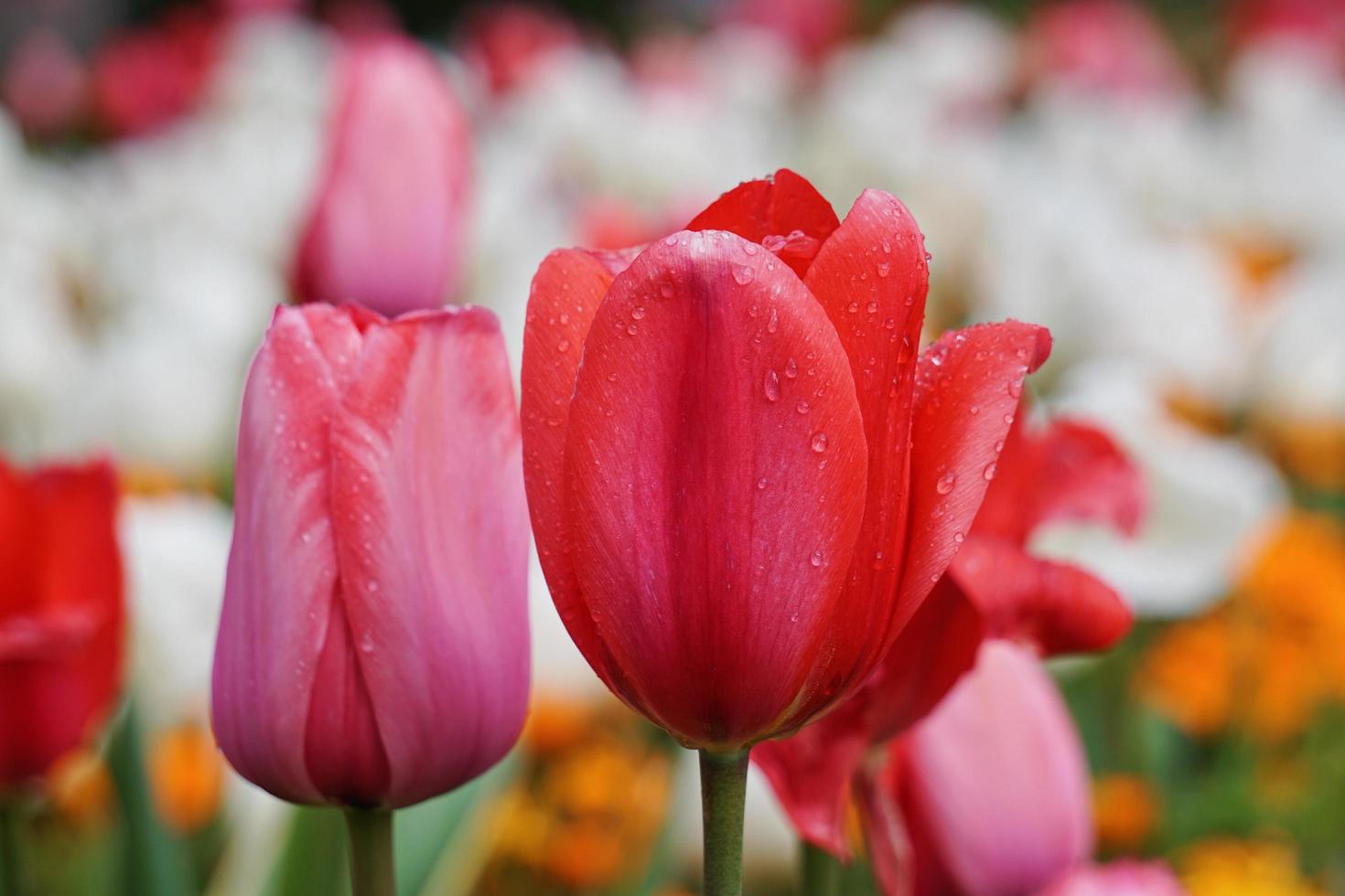 Tropfen auf die roten Tulpenblüten im Frühjahr foto