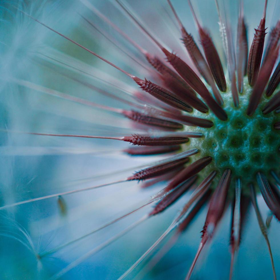 schöne Löwenzahnblume in der Frühlingssaison foto