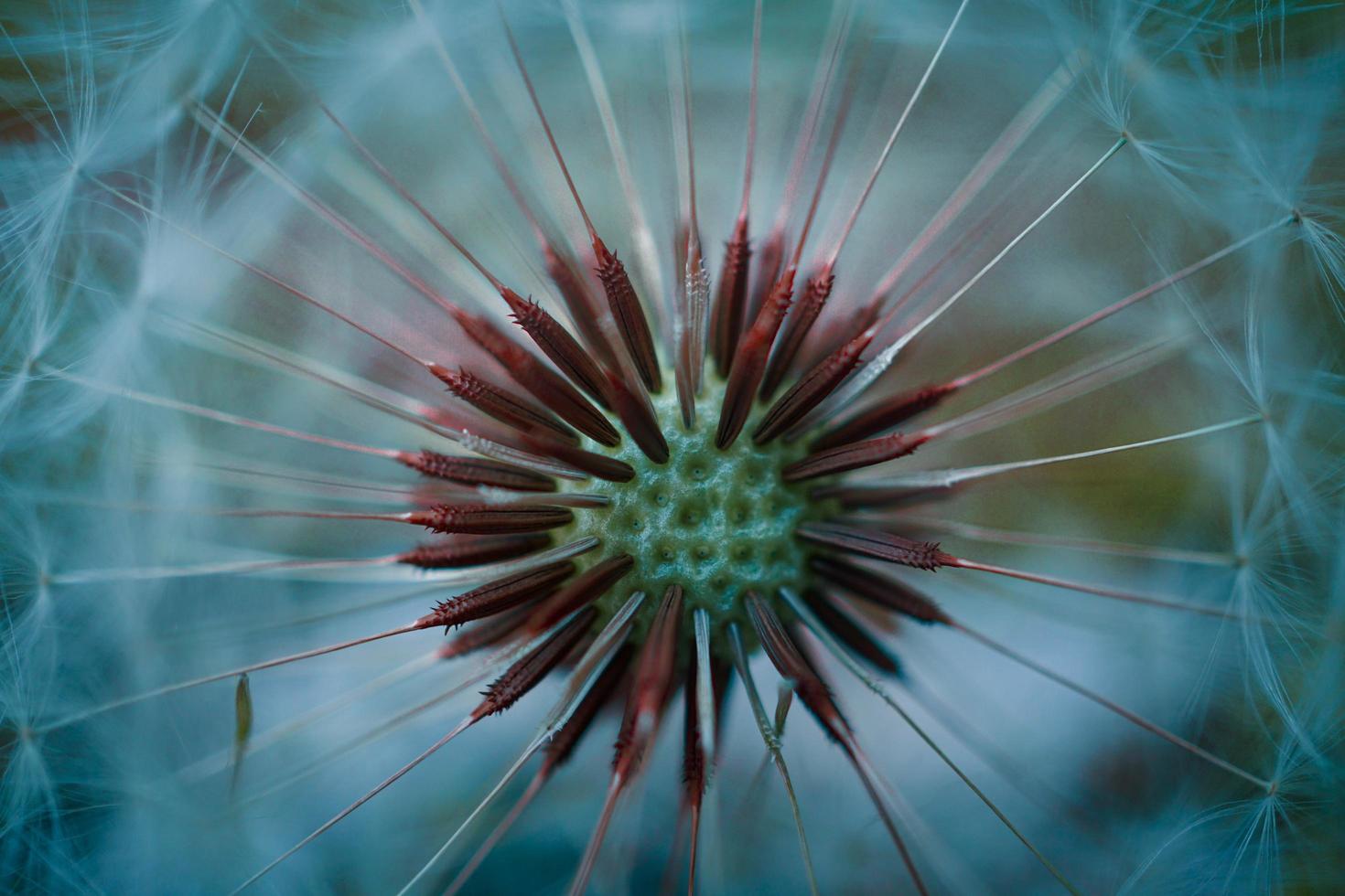 schöne Löwenzahnblume in der Frühlingssaison foto