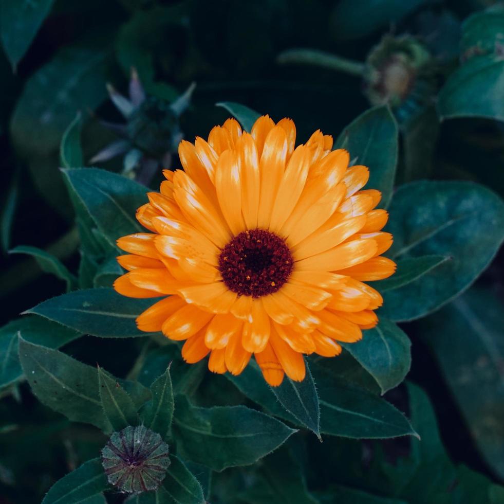 schöne orange Blume im Garten im Frühling foto