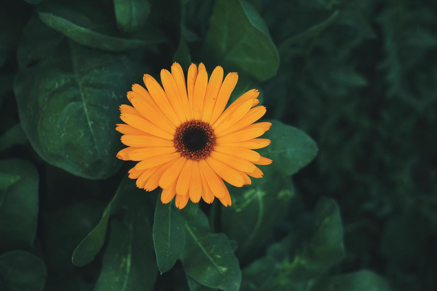 schöne orange Blume im Garten im Frühling foto