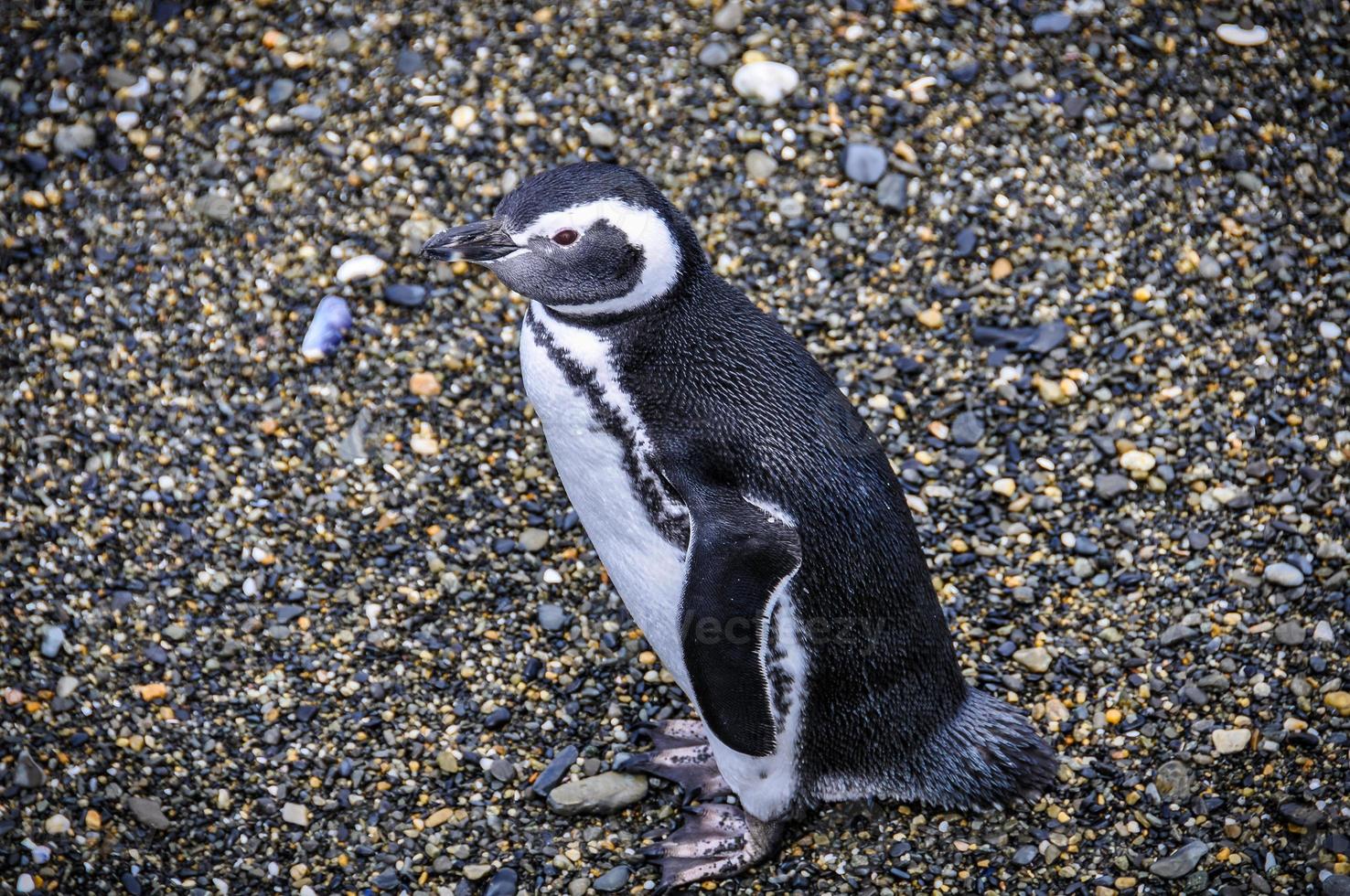 einsamer Pinguin im Beagle-Kanal, Ushuaia, Argentinien foto