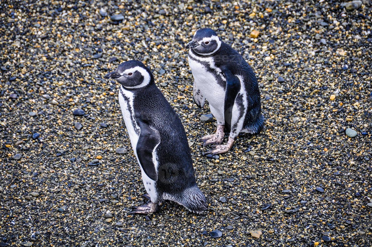 Pinguine im Beagle-Kanal in Uschuaia, Argentinien foto