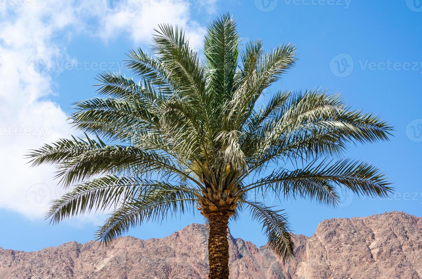 Palme mit Bergen im Hintergrund foto